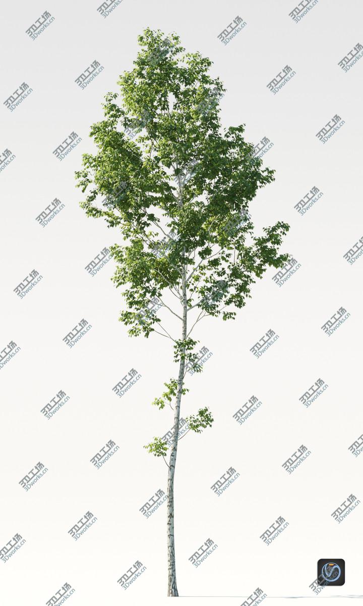 images/goods_img/20210319/Realistic Birch Tree 1 ( betula )/2.jpg